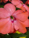 Macro Shot of Salmon Colored SunPatiens With Variegated Leaves