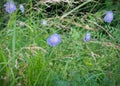 A macro shot of a scabious butterfly blue bloom Royalty Free Stock Photo