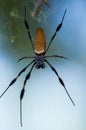 Macro shot of a scary brown wolf spider with white dots and long legs