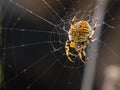 Macro shot of a scary and poisonous black and yellow patterned spider on it\'s spider web