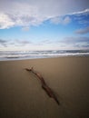 Tree branches being washed away with a macro shot on the sea shore background. Royalty Free Stock Photo
