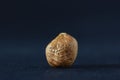 seed of a hazelnut, isolated on a black background in a studio shot. It\'s the fruit of the hazel tree, also Royalty Free Stock Photo