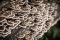 Macro shot and selective blur on a turkey tail mushroom, a wood decay fungus, on a rotting wood stud trunk, in a humid environment