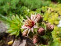 Sempervivum species flowering with star shaped, pink and yellow flower with many petals Royalty Free Stock Photo