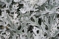 Macro shot of Senecio Cineraria, Silver Dust, Dusty Miller, Aster Family Asteraceae Royalty Free Stock Photo