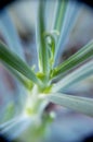 Macro shot of Senecio Serpens (Blue Chalk Sticks Royalty Free Stock Photo