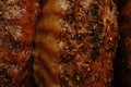 A macro shot of several turkey wings baked in the oven until golden brown with spices.