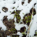 Grass poking through the snow