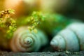 Macro shot of shell and baby tear plant