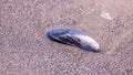 Macro shot of a a shell of a blue mussel