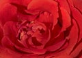 Macro shot of petals of a red rose Royalty Free Stock Photo