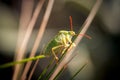 Macro shot showing green bedbug in a natural scene