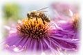 Macro shot shows wild bee on a purple aster flower.