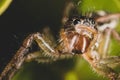 Macro Shot of a shy jumping spider