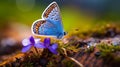 Macro Shot Of Silver-studded Blue Butterfly On Pansy