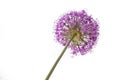 Single allium flower isolated on white background Royalty Free Stock Photo