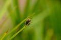 Macro shot of Single bee on a leaf Royalty Free Stock Photo