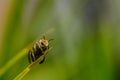 Macro shot of Single bee on a leaf Royalty Free Stock Photo