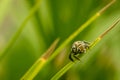 Macro shot of Single bee on a leaf Royalty Free Stock Photo