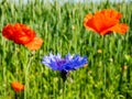 Macro shot of single blue cornflower on beautiful landscape of green field with poppies background Royalty Free Stock Photo