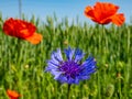 Macro shot of single blue cornflower on beautiful landscape of green field with poppies background Royalty Free Stock Photo