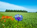 Macro shot of single blue cornflower on beautiful landscape of green field with poppies background Royalty Free Stock Photo