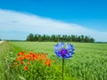 Macro shot of single blue cornflower on beautiful landscape of green field with poppies background Royalty Free Stock Photo