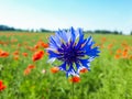 Macro shot of single blue cornflower on beautiful landscape of green field with poppies background Royalty Free Stock Photo