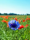 Macro shot of single blue cornflower on beautiful landscape of green field with poppies background Royalty Free Stock Photo