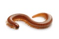 Macro shot of single earthworm on white highlighting anatomy and color Royalty Free Stock Photo