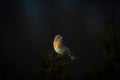 Macro shot of a single Eastern bluebird perched on a tree against the isolated background