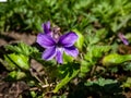 Macro shot of single purple flower of swamp violet Viola uliginosa