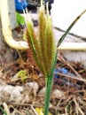 Macro shot of roadside grass. Close-up of roadside grass in front of galvanized pipe