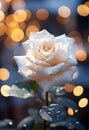 Macro shot of a single stem of white rose with drops