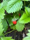 Macro shot of a single strawberry (Fragaria vesca) Royalty Free Stock Photo