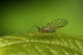 Macro shot of sitobion fragariae (blackberry-grass aphid) on green leaf Royalty Free Stock Photo