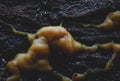 Macro shot of the slime mold on a wooden background Royalty Free Stock Photo