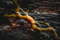 Macro shot of the slime mold on a wooden background Royalty Free Stock Photo