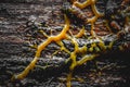 Macro shot of the slime mold on a wooden background Royalty Free Stock Photo