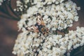 Macro shot of small beetle sitting on white flowers