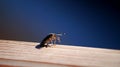 Macro shot of the small Beetles on a sunny day