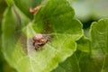 Macro shot of a small brown spider with thick abdomen sitting on a green leaf Royalty Free Stock Photo