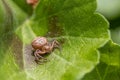 Macro shot of a small brown spider with thick abdomen sitting on a green leaf Royalty Free Stock Photo