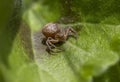 Macro shot of a small brown spider with thick abdomen sitting on a green leaf Royalty Free Stock Photo