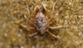 Macro shot of a small crab on a rock Royalty Free Stock Photo