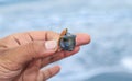 Macro shot of a small seashell in the hand. Close up view. Seashells in Hand Closeup.