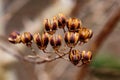 Macro dried Hibiscus seed cluster Royalty Free Stock Photo