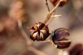 macro hibiscus seeds in late winter closer Royalty Free Stock Photo