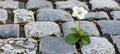 Macro shot of small flower thriving in pavement cleft, showcasing nature s resilience and beauty