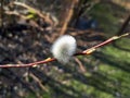 Macro shot of small, fluffy and white blossoming pussy-willow. The first signs of spring expressions: opening willow-catkins Royalty Free Stock Photo
